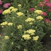 Achillea millefolium 'Sunny Seduction'
