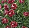Dianthus 'Very Cherry'