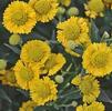 Helenium 'Double Trouble'