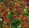 Helenium 'Ruby Tuesday'