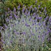 Lavandula angustifolia 'Silver Mist'