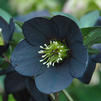 Helleborus 'Night Coaster'