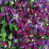 Clematis 'Sweet Summer Love'