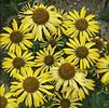 Echinacea 'Cleopatra'