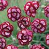 Dianthus 'Apple Slice'