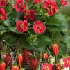 Fragaria ananassa 'Tristan'