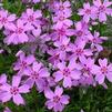 Phlox subulata 'Ronsdorfer Schone'