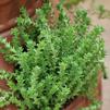 Sedum requieni