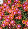 Delosperma 'Firespinner'