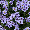 Sisyrinchium angustifolium 'Devon Skies'