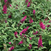 Buddleia 'Miss Molly'