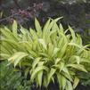 Carex siderosticha 'Banana Boat'