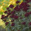 Dianthus barbatus 'Heart Attack'