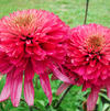 Echinacea 'Southern Belle'