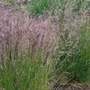 Deschampsia cespitosa 'Pixie Fountain'