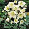 Helleborus 'Jacob'