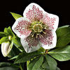 Helleborus 'Conny'