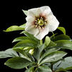 Helleborus 'Tiffany'
