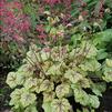 Heuchera 'Circus'