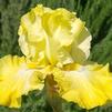 Iris 'Again and Again'