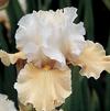 Iris 'Champagne Elegance'