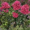 Phlox paniculata 'Flame Coral'