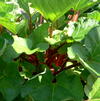 Rheum 'Canada Red'