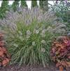Pennisetum alopecuroides 'Desert Plains'