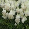 Astilbe x arendsii 'WHITE GLORIA Weisse Gloria'