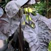 Colocasia esculenta 'Black Coral'