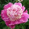 Paeonia lactiflora 'Cora Stubbs'