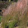 Schizachyrium scoparium
