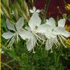 Gaura lindheimeri 'White Heron'