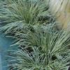 Acorus gramineus 'Variegata'