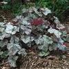 Heuchera 'Silver Scrolls'