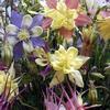 Aquilegia 'McKana Giants'