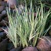Acorus calamus 'Variegatus'