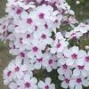Phlox paniculata 'Flame White Eye'
