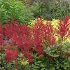 Astilbe japonica 'Red Sentinel'