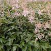 Astilbe simplicifolia 'Sprite'
