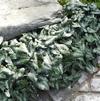 Asarum splendens