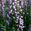 Adenophora 'Amethyst'
