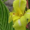 Canna 'Striped Beauty'