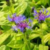 Centaurea montana 'Gold Bullion'