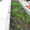 11th Street Freno Modular Urban Rain Garden Features Native Missouri Perennials Supplemented by Bohn's Farm