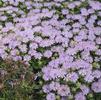 Monarda x didyma 'Leading Lady Lilac'