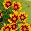 Coreopsis 'Daybreak'