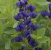 Baptisia 'Sparkling Sapphire'