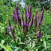 Verbena hastata