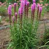 Liatris spicata